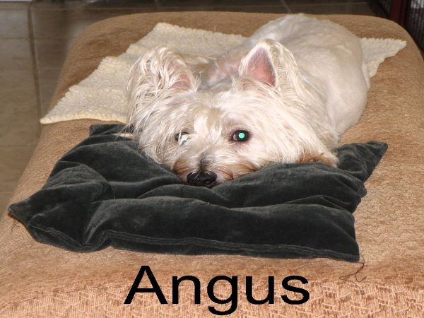 Angus2_600X.jpg
